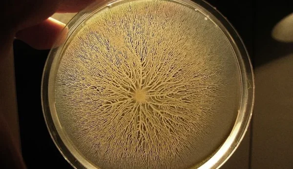 BACILLUS SUBTILIS